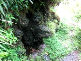 The first big steam cave (Pahoa)